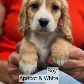Cockapoo - Both