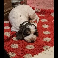 Cockapoo - Both