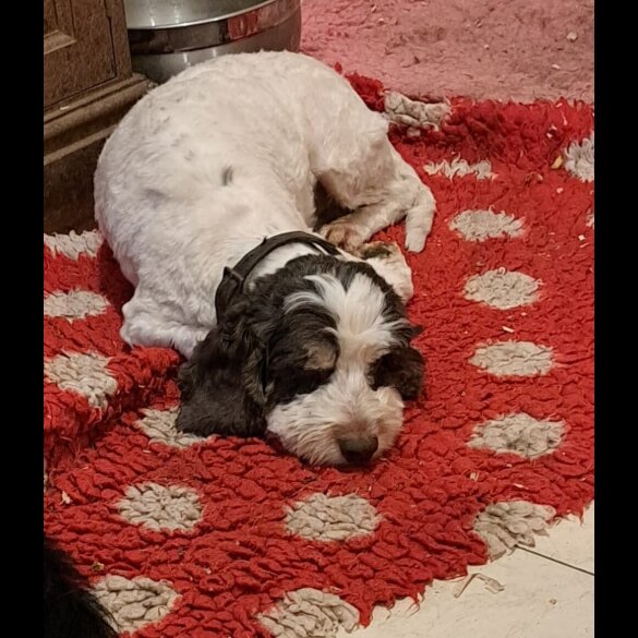 Cockapoo - Both