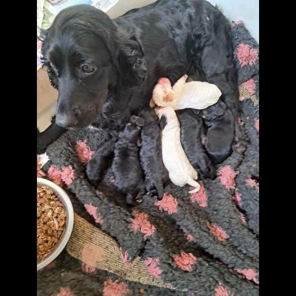 Cockapoo - Both