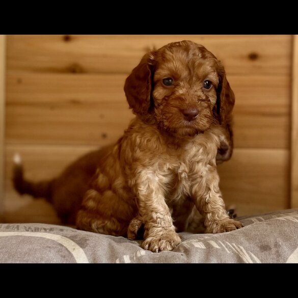 Cockapoo - Dogs