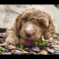Cockapoo - Dogs