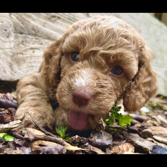 Cockapoo - Dogs