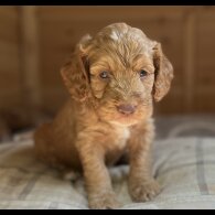 Cockapoo - Dogs