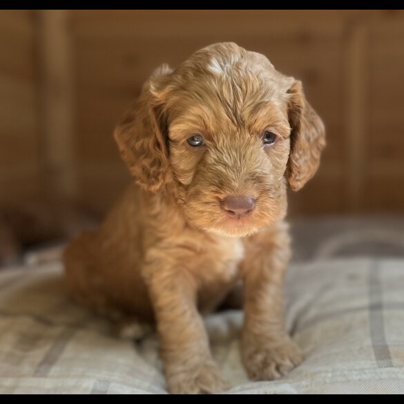 Cockapoo - Dogs