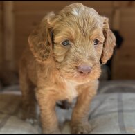 Cockapoo - Dogs