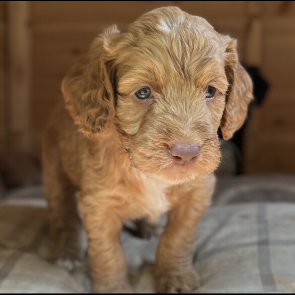 Cockapoo - Dogs