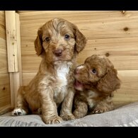 Cockapoo - Dogs