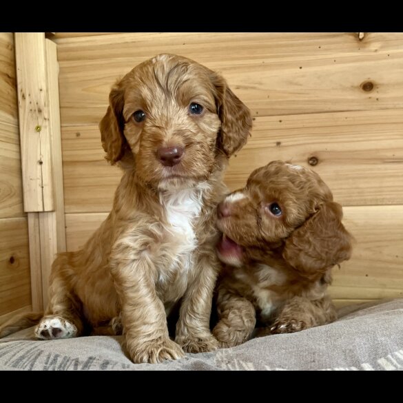 Cockapoo - Dogs