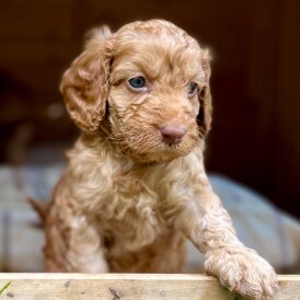 Cockapoo - Dogs