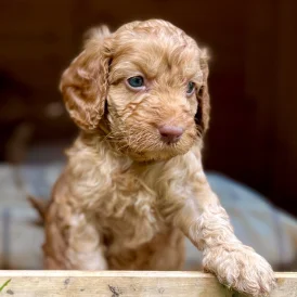 Cockapoo - Dogs