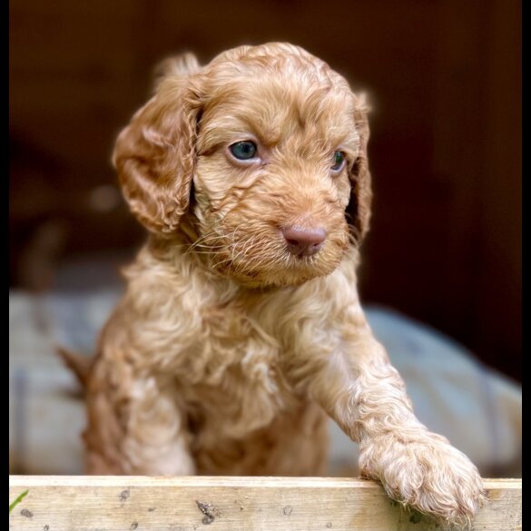 Cockapoo - Dogs