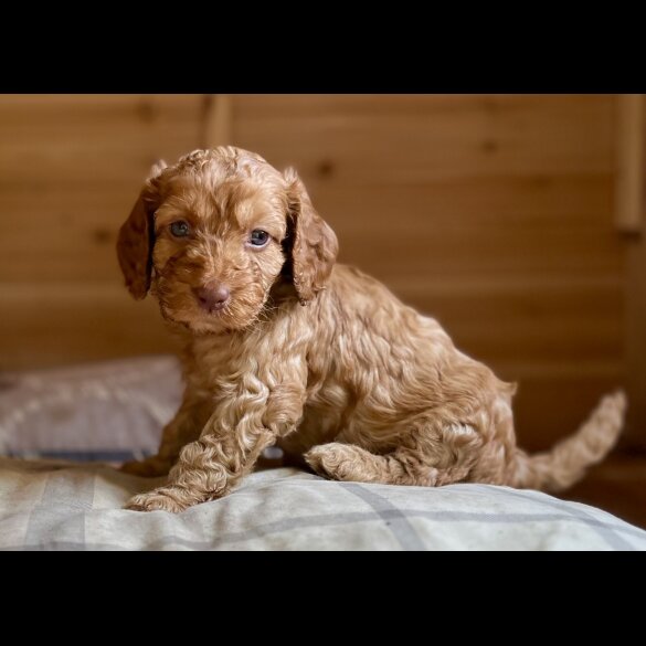 Cockapoo - Dogs