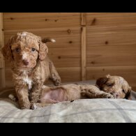Cockapoo - Dogs