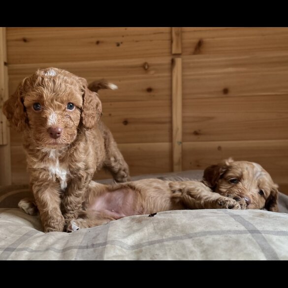Cockapoo - Dogs