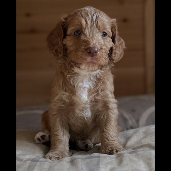 Cockapoo - Dogs