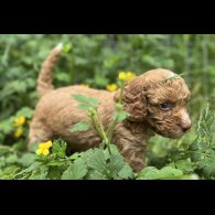 Cockapoo - Dogs