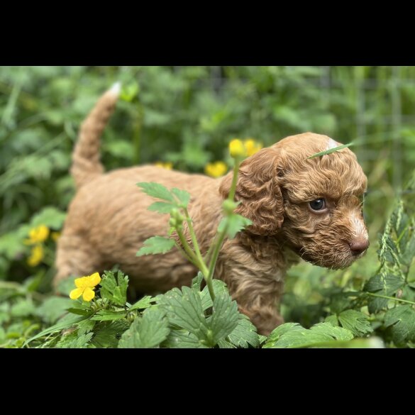 Cockapoo - Dogs