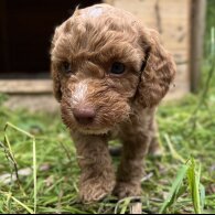 Cockapoo - Dogs