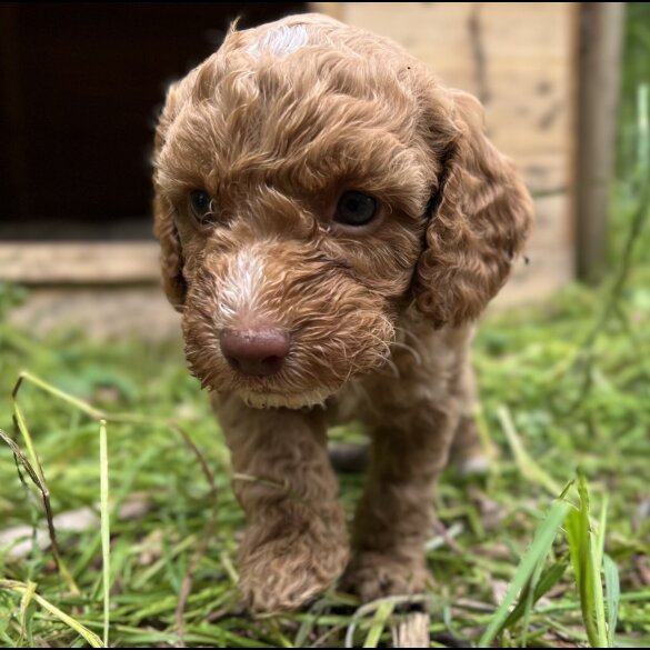 Cockapoo - Dogs