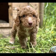 Cockapoo - Dogs