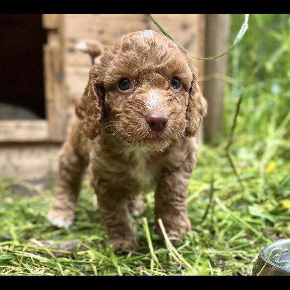Cockapoo - Dogs