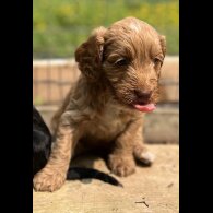 Cockapoo - Dogs