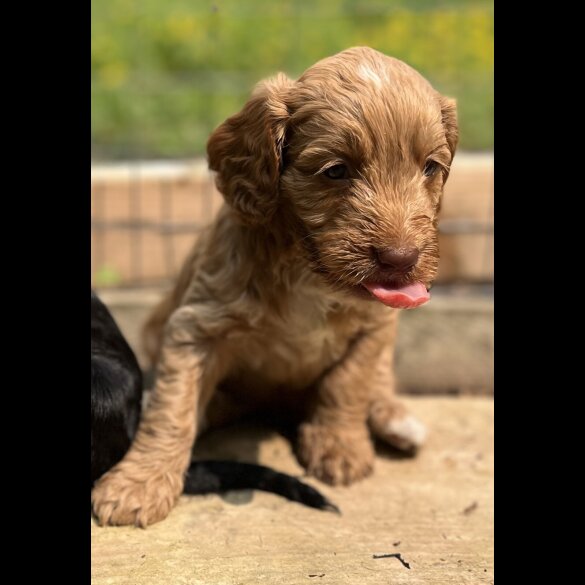 Cockapoo - Dogs
