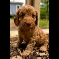 Cockapoo - Dogs
