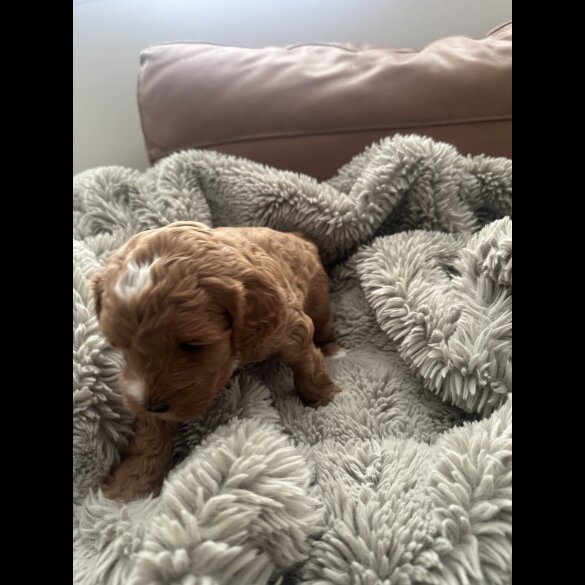 Cockapoo - Both
