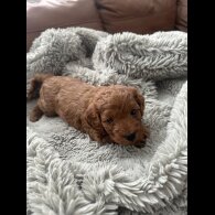 Cockapoo - Both