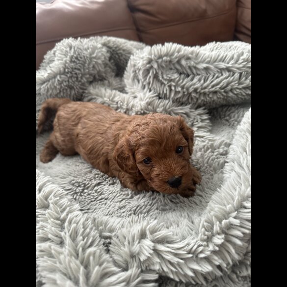 Cockapoo - Both