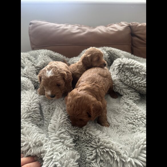 Cockapoo - Both
