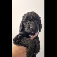 Cockapoo - Bitches