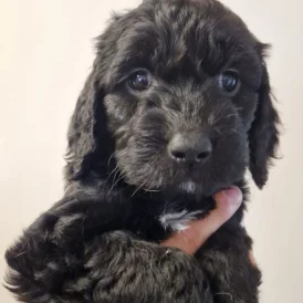 Cockapoo - Both