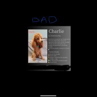 Cockapoo - Both