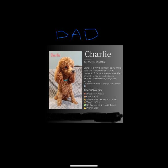 Cockapoo - Both