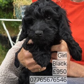 Cockapoo - Both