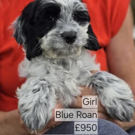 Cockapoo - Both