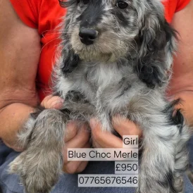 Cockapoo - Both