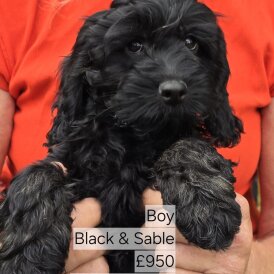 Cockapoo - Both