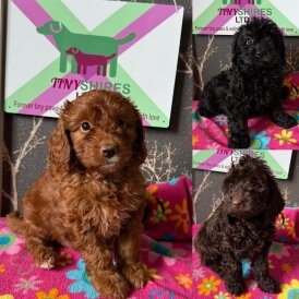 Cockapoo - Both