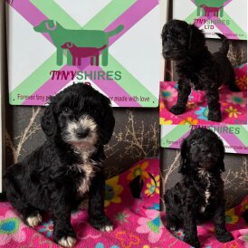 Cockapoo - Both