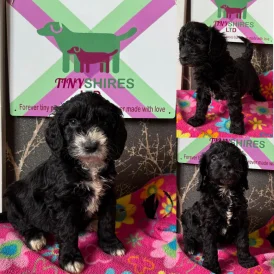 Cockapoo - Both