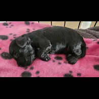 Cockapoo - Both