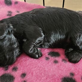 Cockapoo - Both
