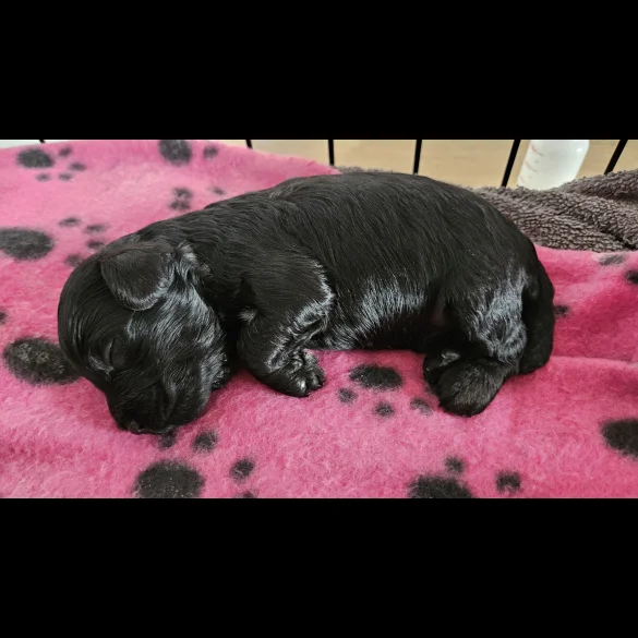 Cockapoo - Both