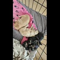 Cockapoo - Both