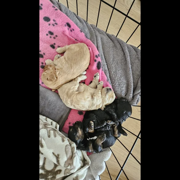 Cockapoo - Both