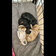 Cockapoo - Both